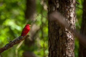 summertanager