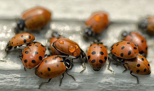 By John Fowler from Placitas, NM, USA (Thirsty Lady Bugs  Uploaded by russavia) [CC BY 2.0 (http://creativecommons.org/licenses/by/2.0)], via Wikimedia Commons