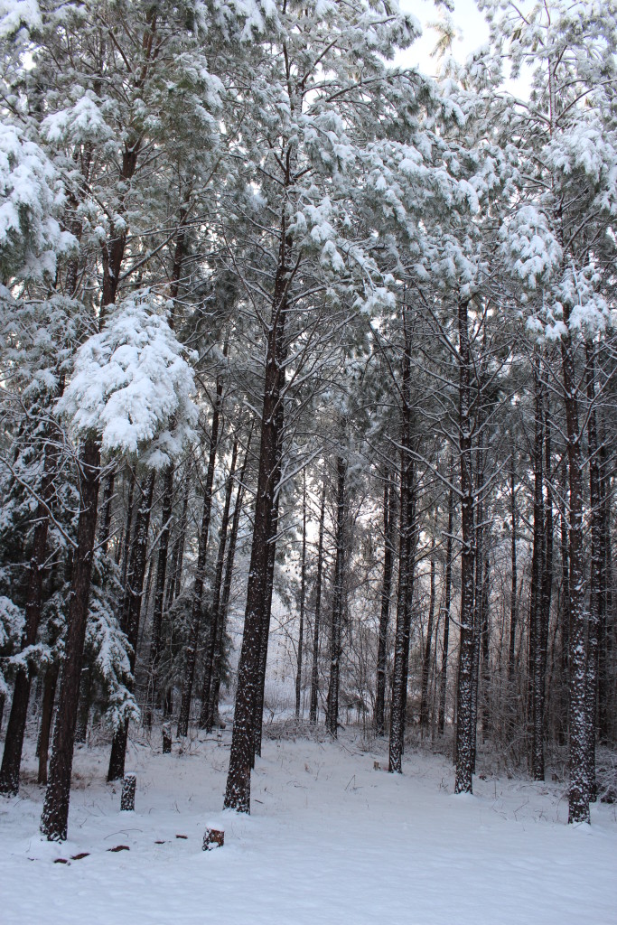 snow_trees_022615