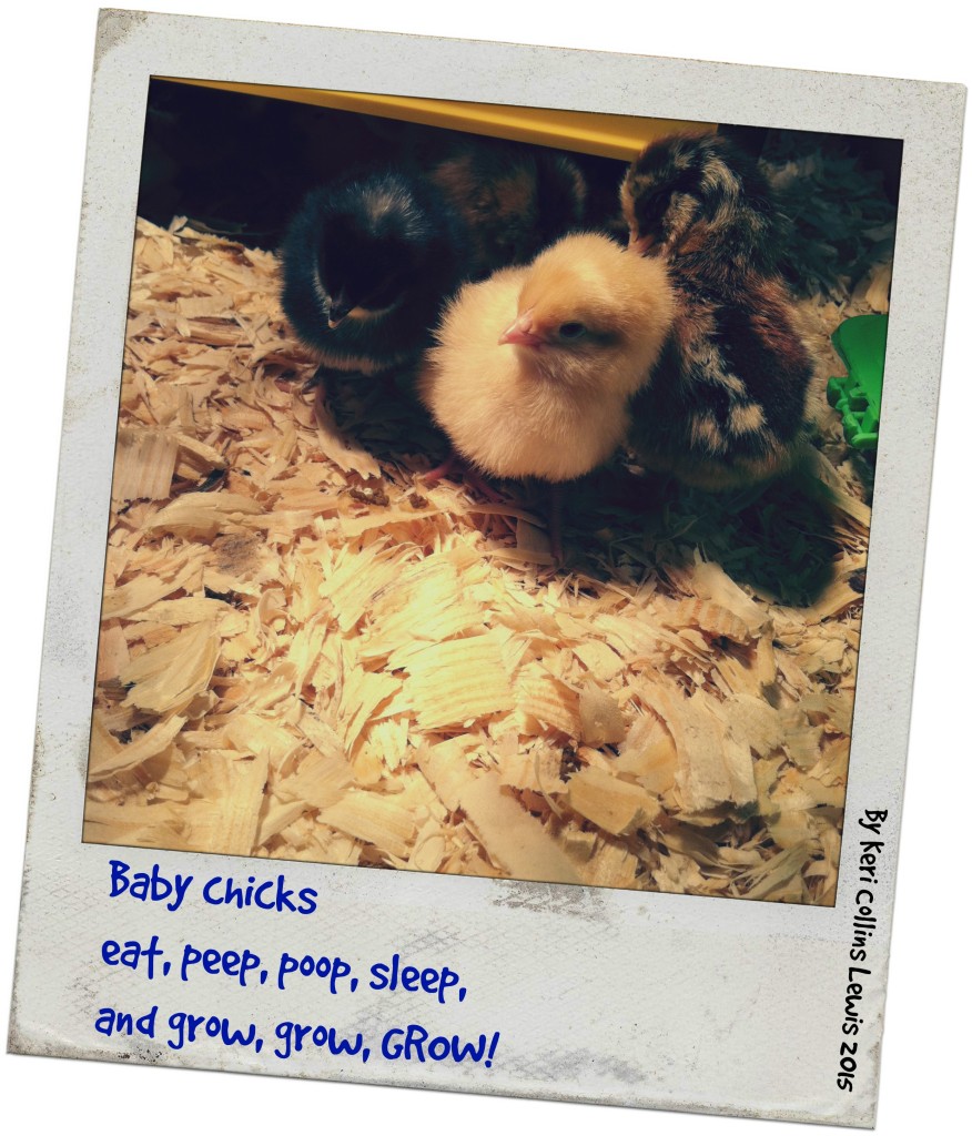 chicks_poem