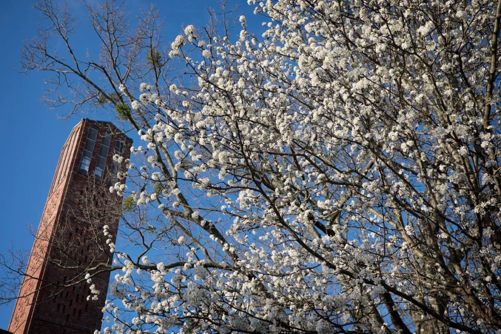 Pear trees in bloom at the Chapel of Memories at MSU.  Photo by Megan Bean/Mississippi State University via https://www.facebook.com/msstate/photos/a.10153120459274564.1073741941.5606464563/10153120459679564/?type=3&theater