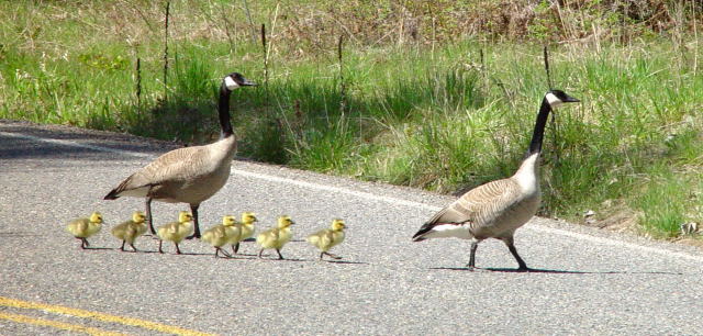 geese-goslings1