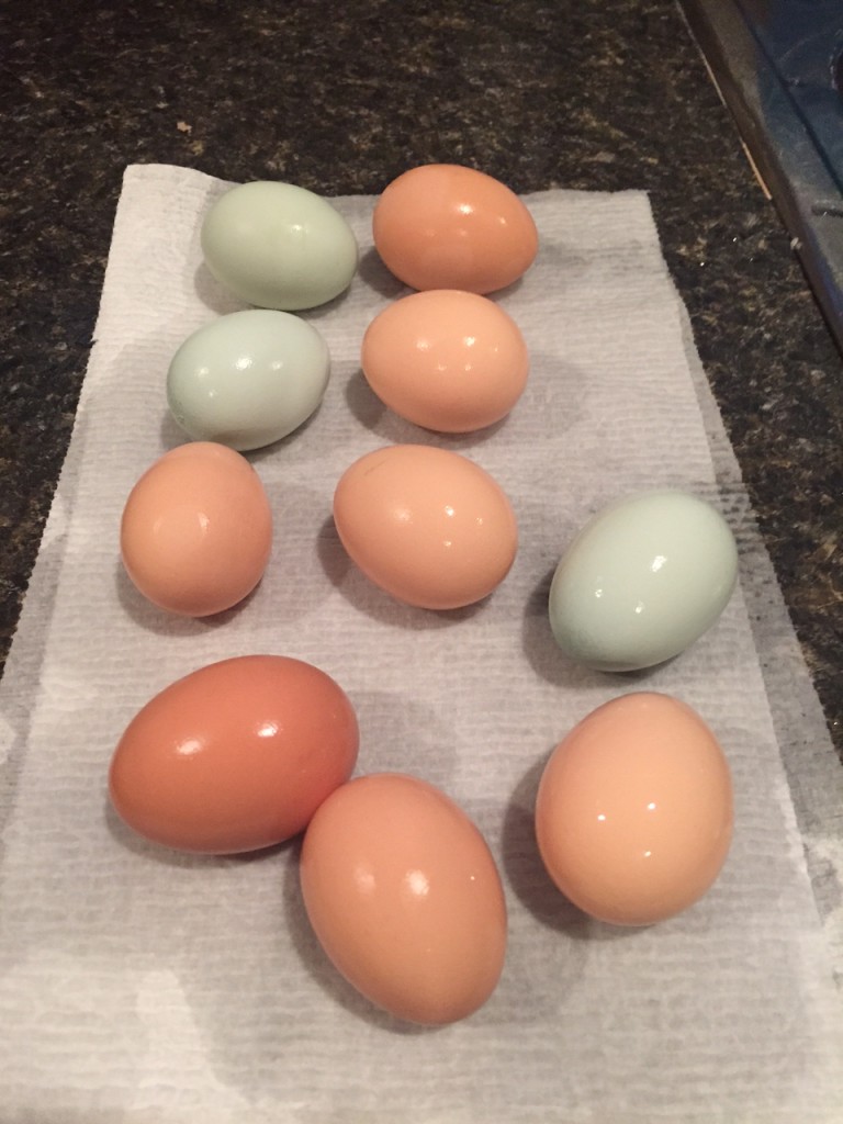 eggs_july_2015