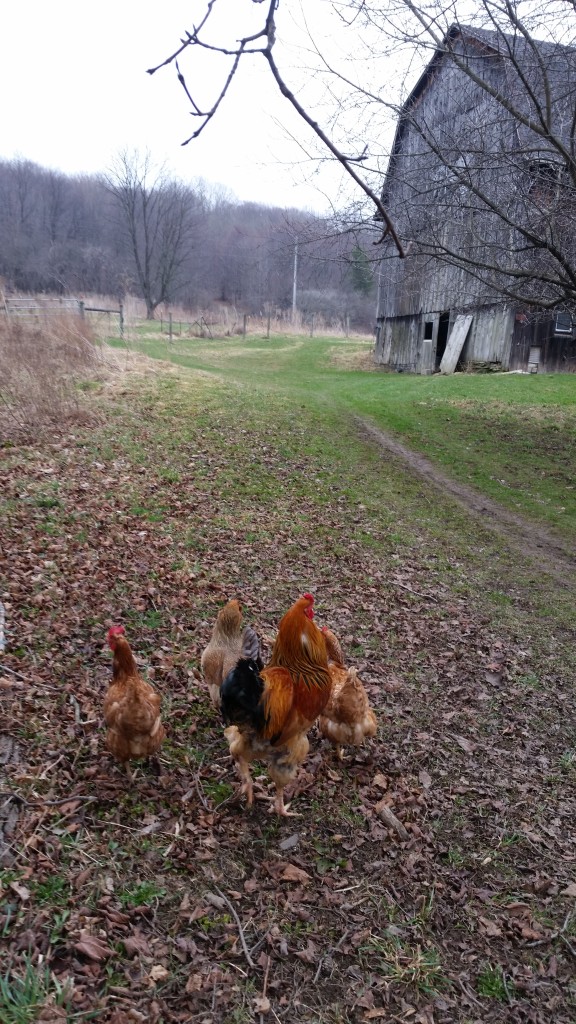 Amy's chickens (and a ROOSTER!) at her farm.